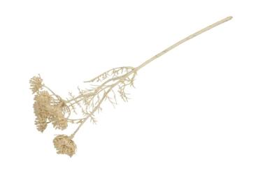 Wilde Möhre Kunstzweig