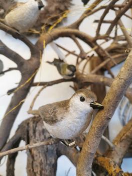 Preview: Vogel Polly