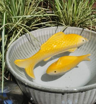 kleiner Schwimmfisch gelb