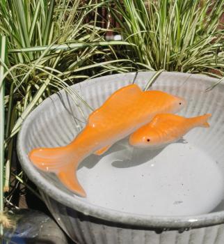 kleiner Schwimmfisch orange