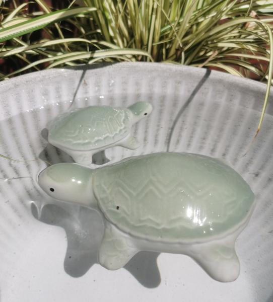 Schwimmschildkröte groß